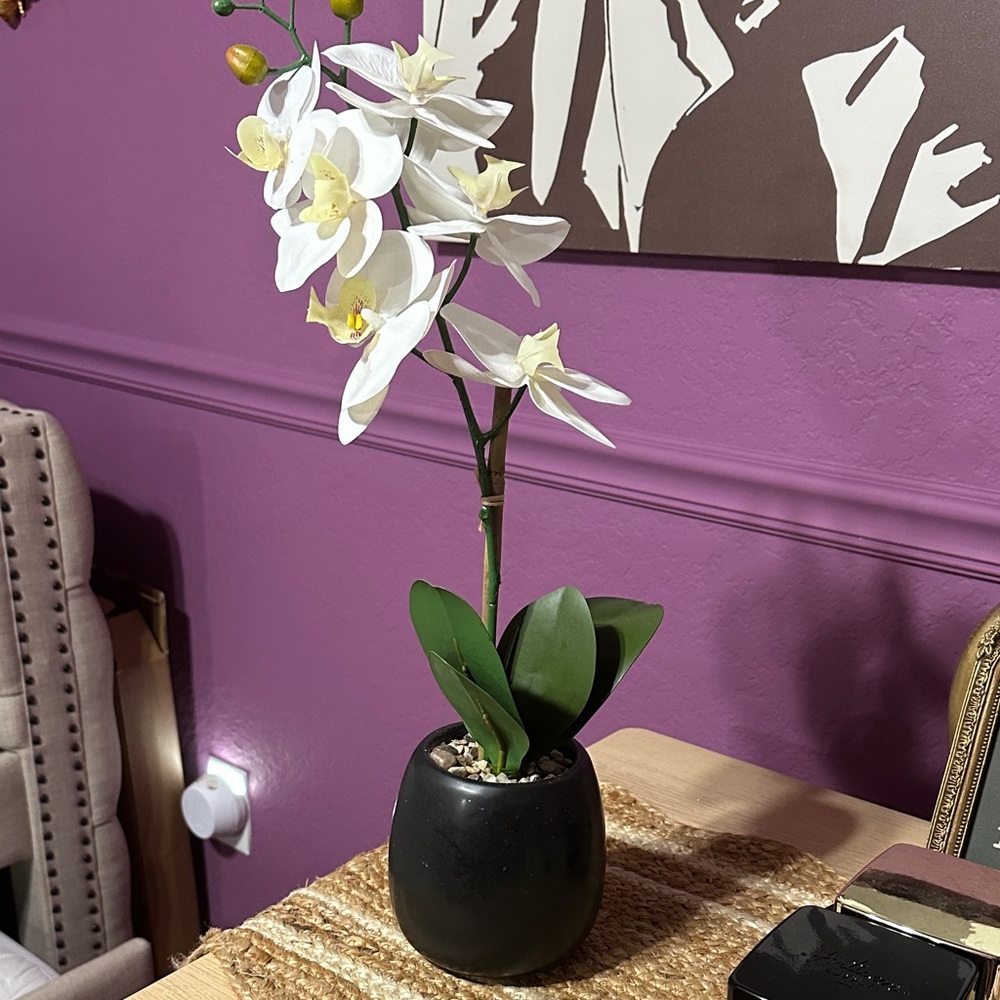 Elegant White Orchid in Black Pot